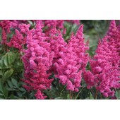 Астильба Astilbe Koln